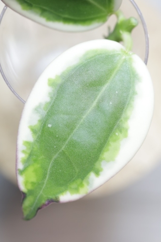 Hoya para ‘Emerald Frost’