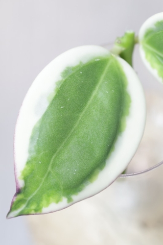 Hoya para ‘Emerald Frost’
