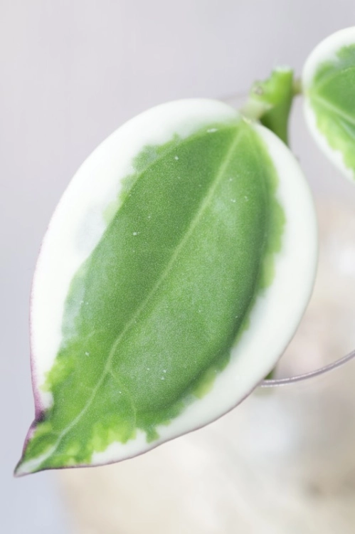 Hoya para ‘Emerald Frost’