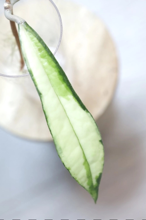 Hoya Rigidifolia Variegated