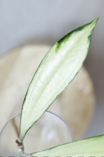 Hoya Rigidifolia Variegated
