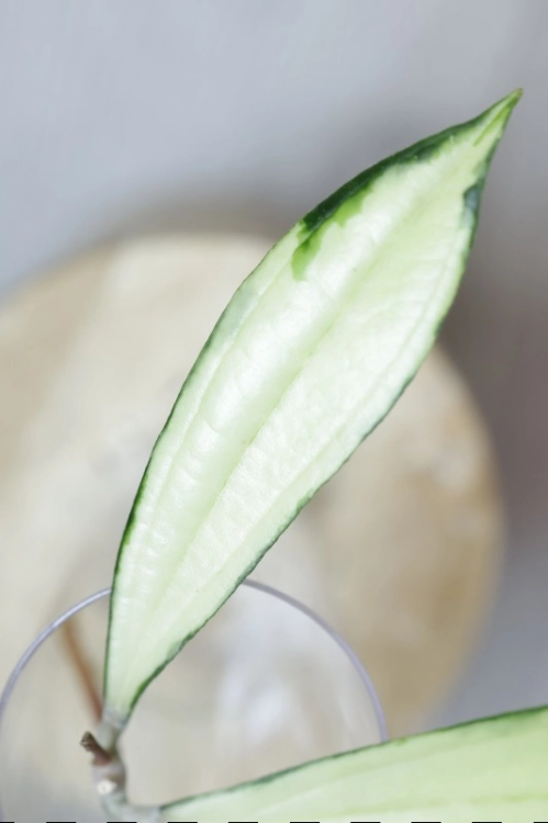 Hoya Rigidifolia Variegated