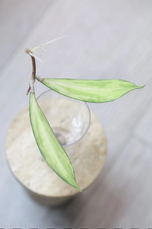 Hoya Rigidifolia Variegated