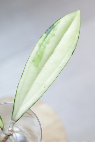 Hoya Rigidifolia Variegated