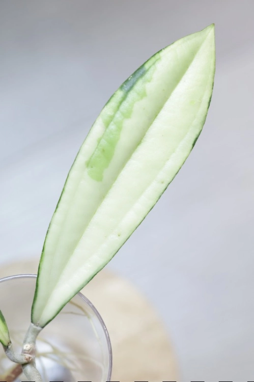 Hoya Rigidifolia Variegated