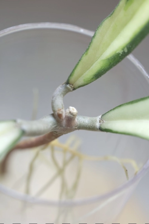 Hoya Rigidifolia Variegated