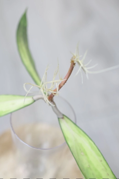 Hoya Rigidifolia Variegated
