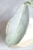 Mitrata Silver Pearl / Pearl Gold