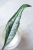 Hoya Sulawesiana Silver Splash