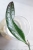 Hoya Sulawesiana Silver Splash