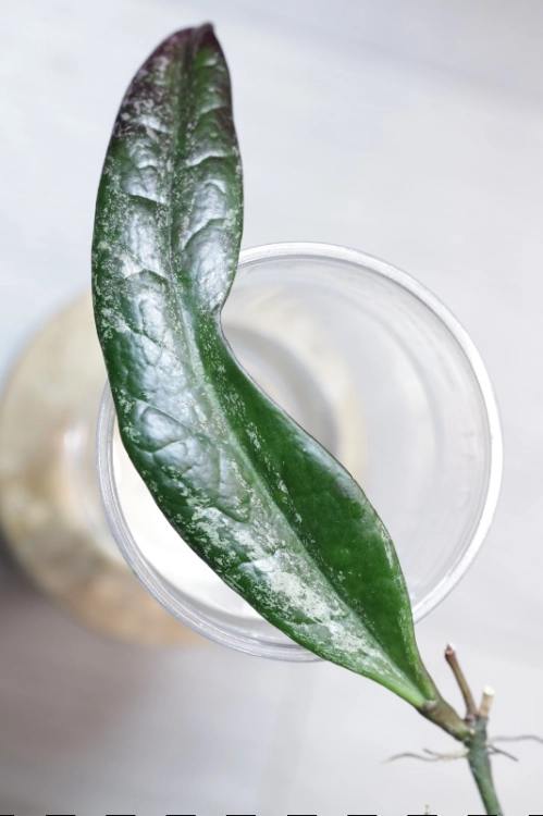 Hoya Sulawesiana Silver Splash