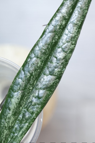 Hoya Sulawesiana Silver Splash