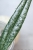 Hoya Sulawesiana Silver Splash