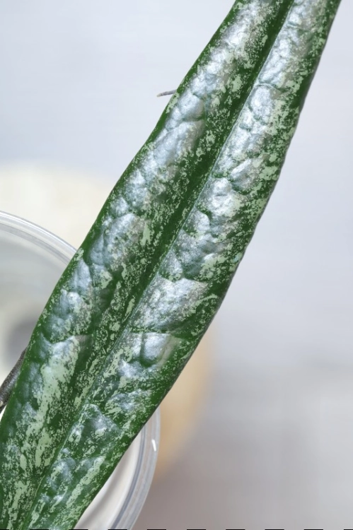 Hoya Sulawesiana Silver Splash