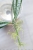Hoya Sulawesiana Silver Splash