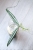 Hoya Sulawesiana Silver Splash