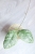Hoya sp. Kalbar Silver