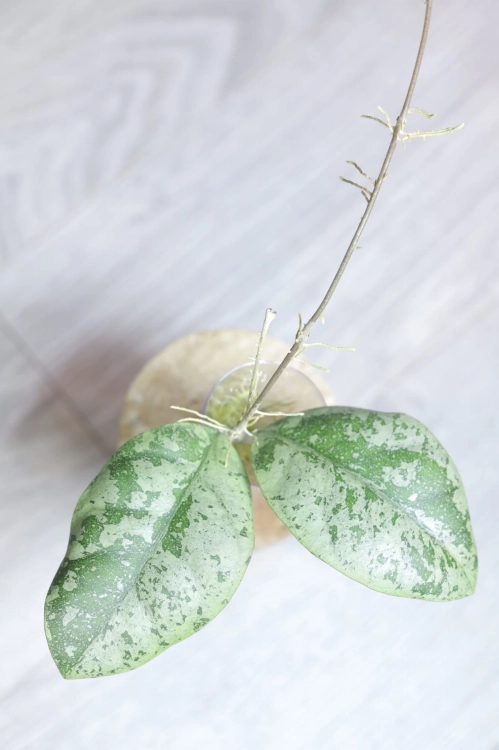 Hoya sp. Kalbar Silver