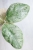 Hoya sp. Kalbar Silver