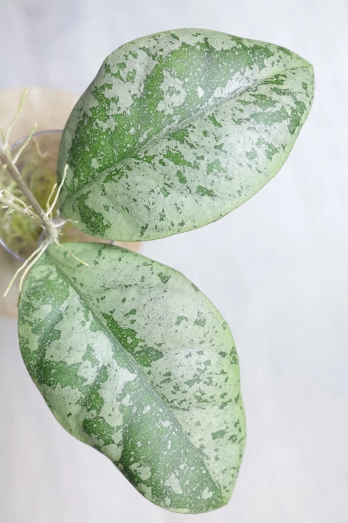 Hoya sp. Kalbar Silver