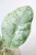 Hoya sp. Kalbar Silver