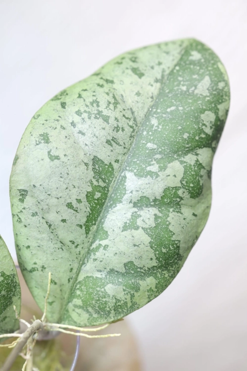 Hoya sp. Kalbar Silver
