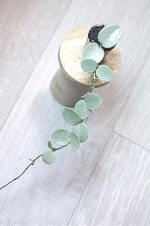 Hoya Grey Fairy (Mathilde mutation)