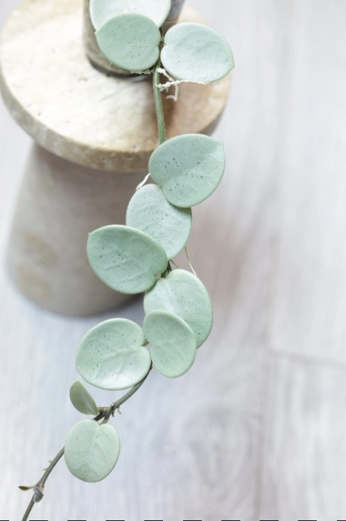 Hoya Grey Fairy (Mathilde mutation)