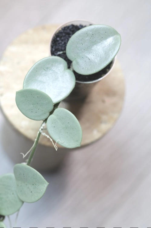 Hoya Grey Fairy (Mathilde mutation)