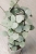 Hoya Grey Fairy (Mathilde mutation)