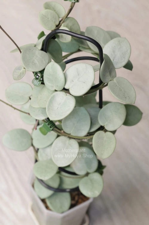 Hoya Grey Fairy (Mathilde mutation)