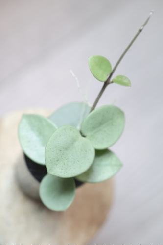 Hoya Grey Fairy (Mathilde mutation)
