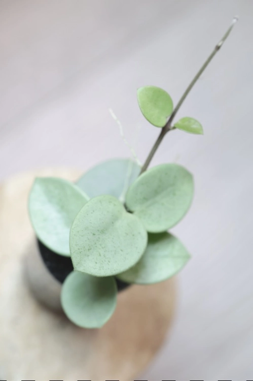 Hoya Grey Fairy (Mathilde mutation)