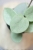 Hoya Grey Fairy (Mathilde mutation)