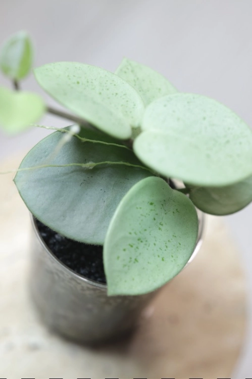 Hoya Grey Fairy (Mathilde mutation)