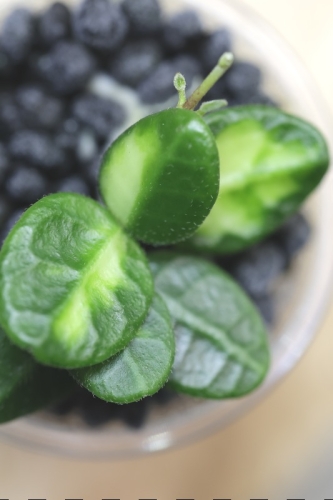 Hoya Tengchongensis Variegataa