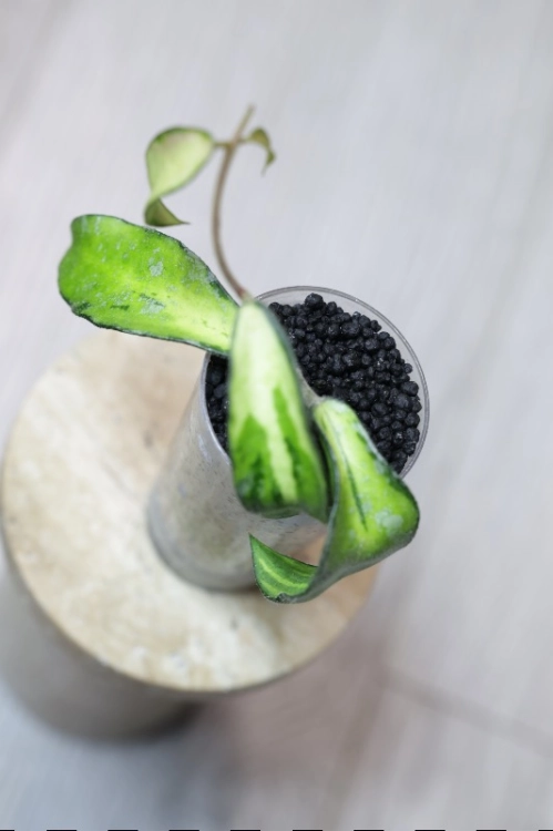 Hoya Phuwuaensis Variegata