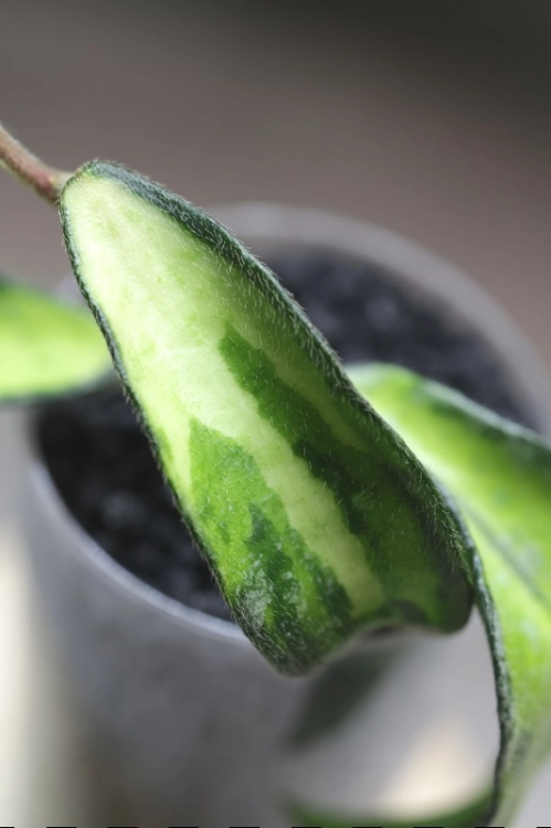 Hoya Phuwuaensis Variegata