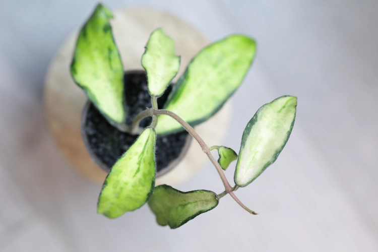 Hoya Phuwuaensis Variegata
