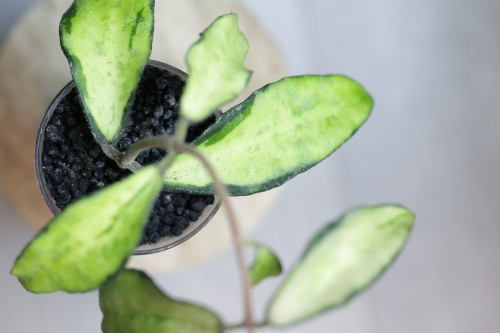 Hoya Phuwuaensis Variegata
