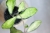 Hoya Phuwuaensis Variegata