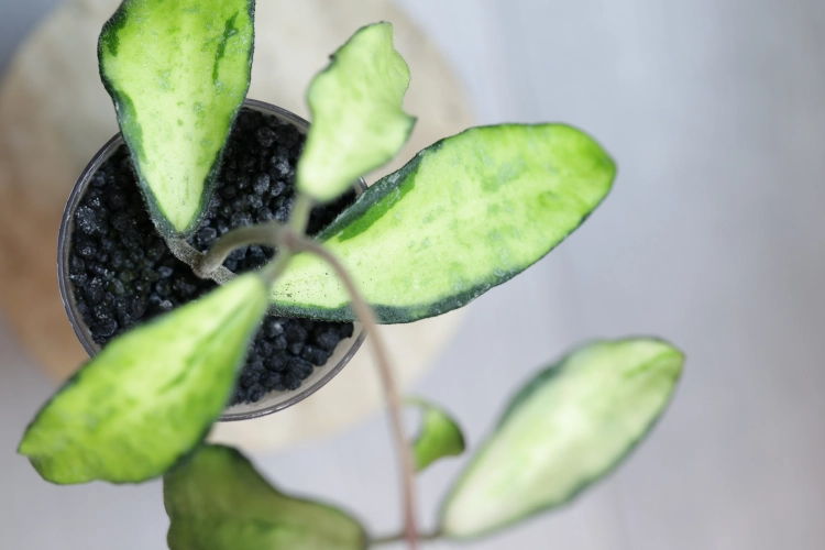 Hoya Phuwuaensis Variegata