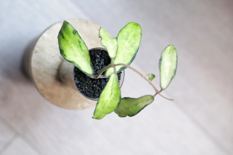 Hoya Phuwuaensis Variegata