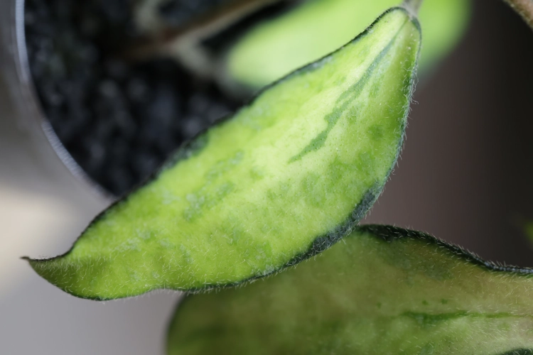 Hoya Phuwuaensis Variegata