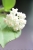 Hoya Subquintuplinervis Silver (Pachyclada Silver)