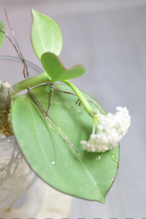 Hoya Subquintuplinervis Silver (Pachyclada Silver)