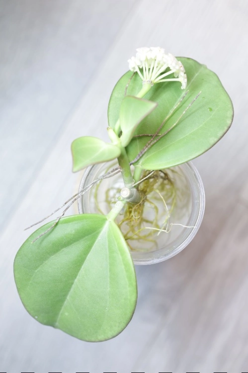 Hoya Subquintuplinervis Silver (Pachyclada Silver)