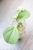Hoya Subquintuplinervis Silver (Pachyclada Silver)