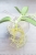 Hoya Subquintuplinervis Silver (Pachyclada Silver)