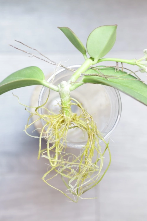 Hoya Subquintuplinervis Silver (Pachyclada Silver)